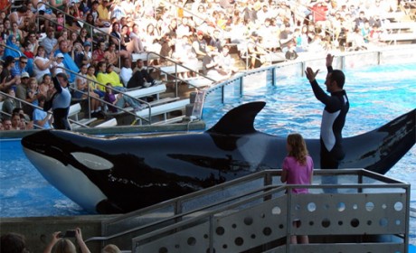 PETA suing Seaworld for enslaving orcas