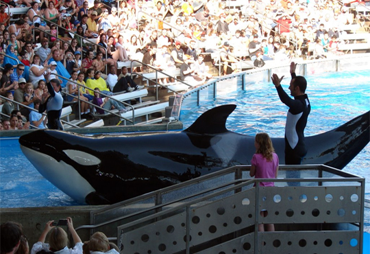 PETA suing Seaworld for enslaving orcas